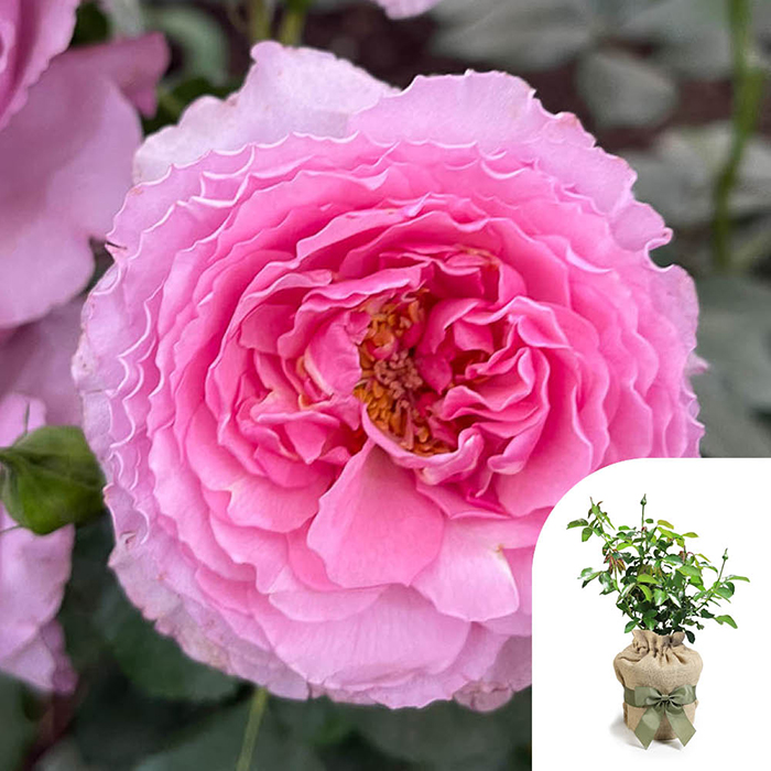Rose Platinum Jubilee 4L Pot GW
