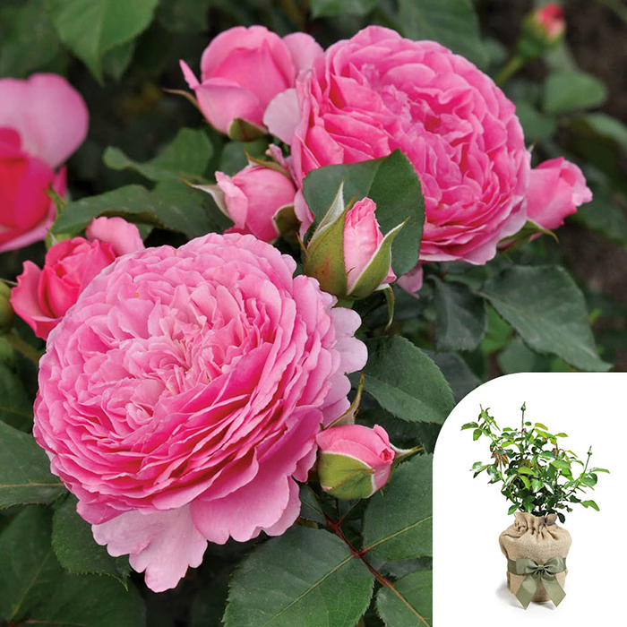 Rose Chris' Rose 4L Pot GW
