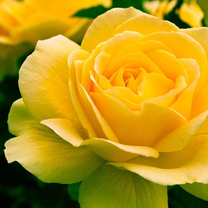 Rose Happy Birthday Yellow 4L pot GW