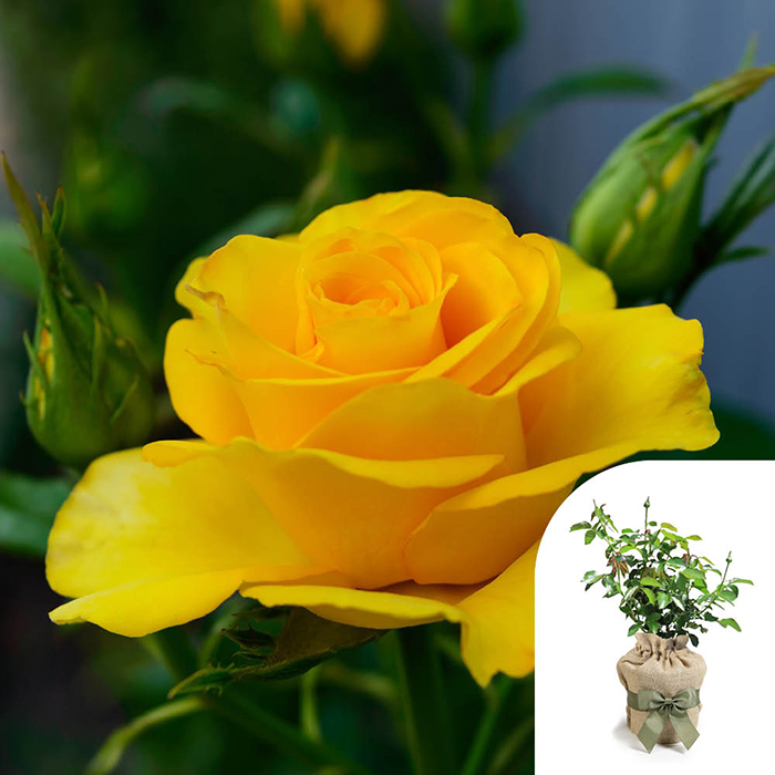 Rose You Are My Sunshine 4L pot GW