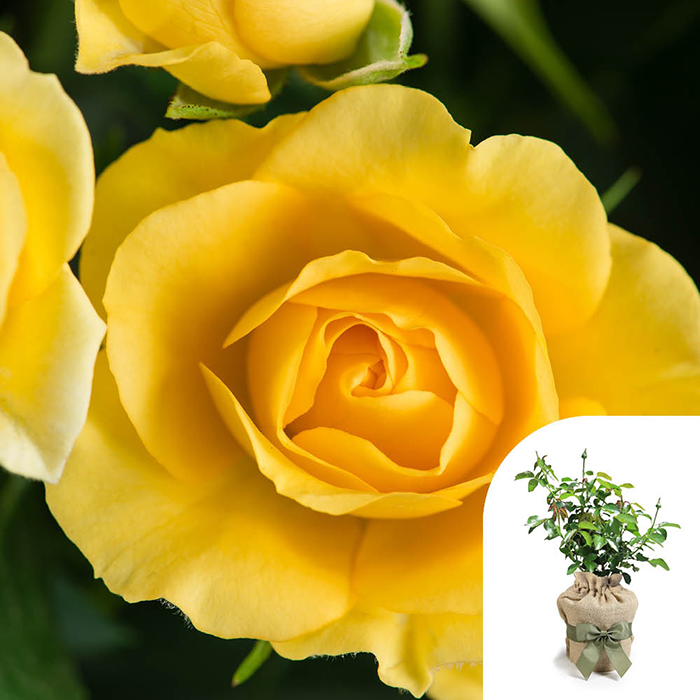 Rose The Brownie 4L pot GW