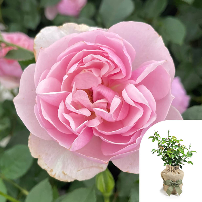 Rose Thank you 4L pot GW