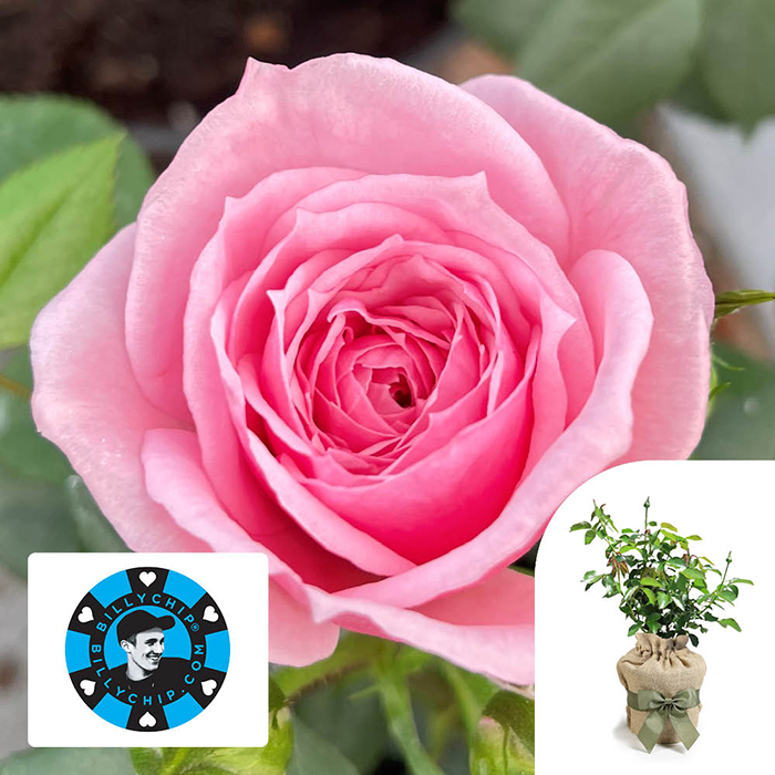 Rose Jennifer Rose Sell 4L pot C GW