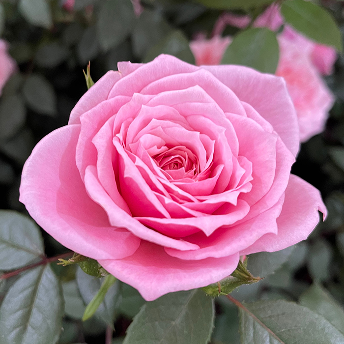 Rose Jennifer Rose Sell 4L pot C GW