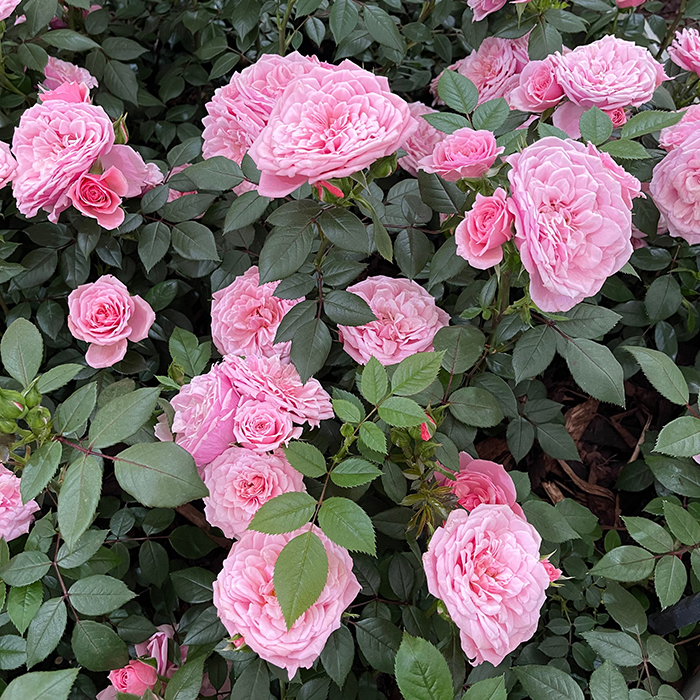 Rose Jennifer Rose Sell 4L pot C GW