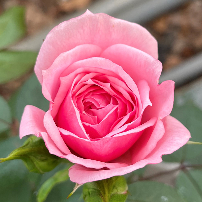 Rose Jennifer Rose Sell 4L pot C GW