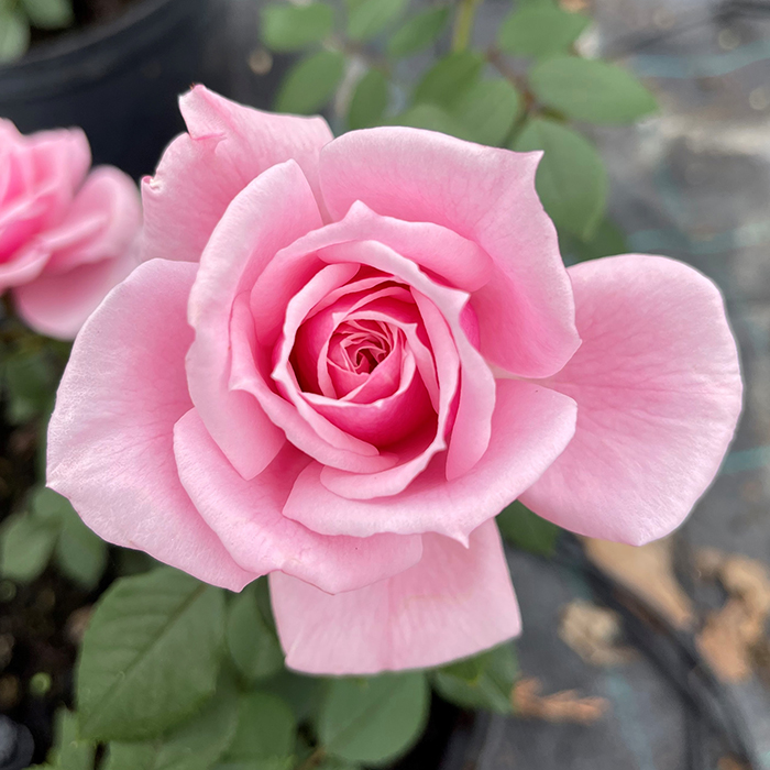 Rose Jennifer Rose Sell 4L pot C GW