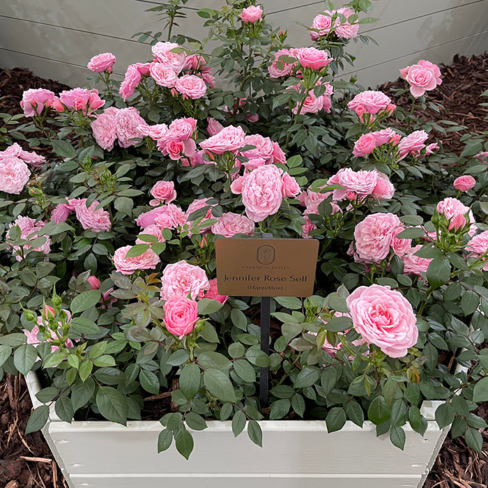 Rose Jennifer Rose Sell 4L pot C GW