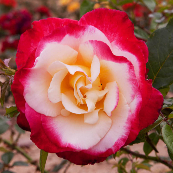 Rose Nostalgia 4L pot GW