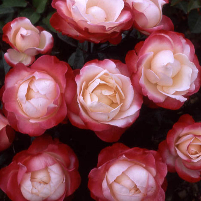 Rose Nostalgia 4L pot GW