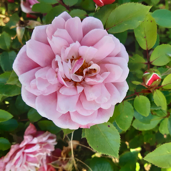 Rose Jennifer's Rose 4L Pot GW