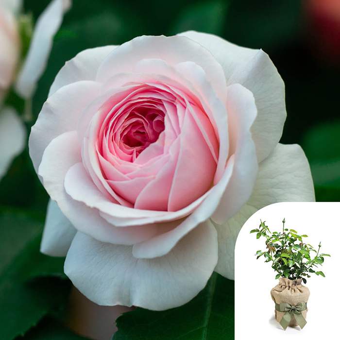 Rose Octavia Hill 4L Pot GW