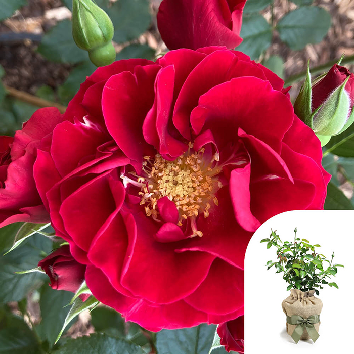 Rose Paisley Abbey 4L Pot GW