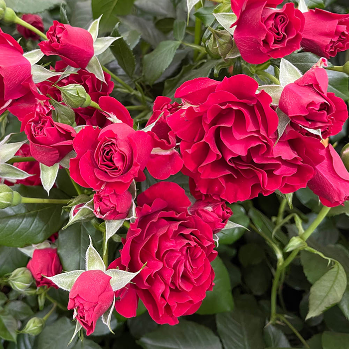 Rose Paisley Abbey 4L Pot GW