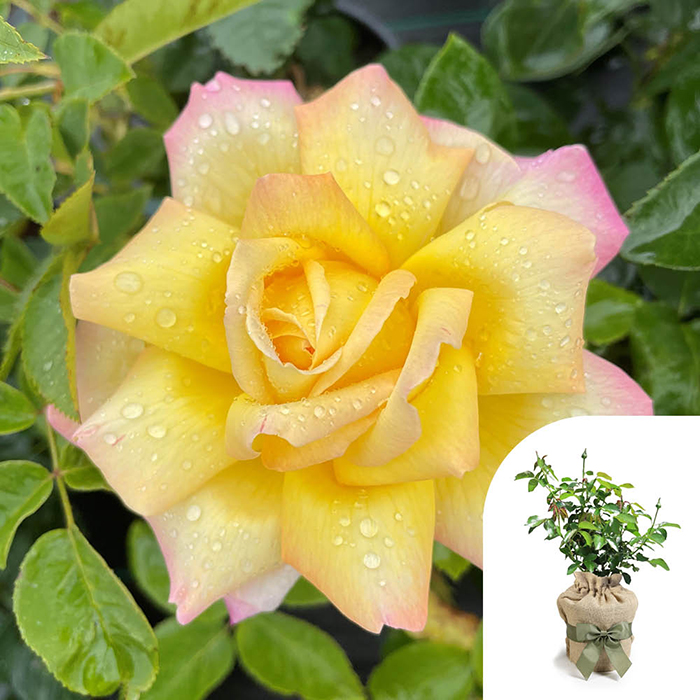 Rose Peace 4L pot GW