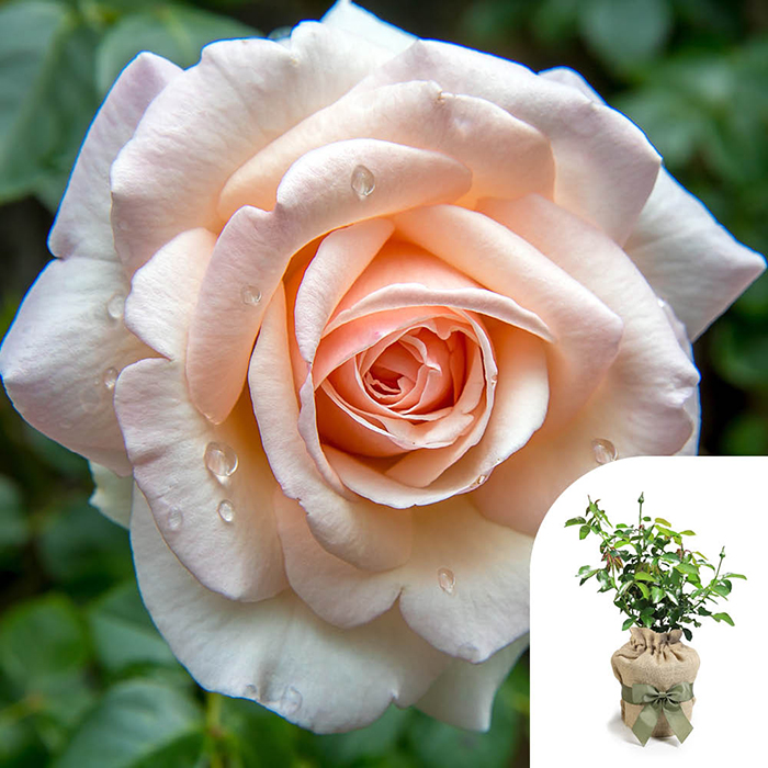 Rose Pearl Abundance 4L pot GW