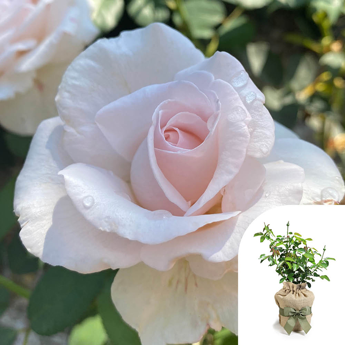 Rose Simon's Rose 4L Pot GW