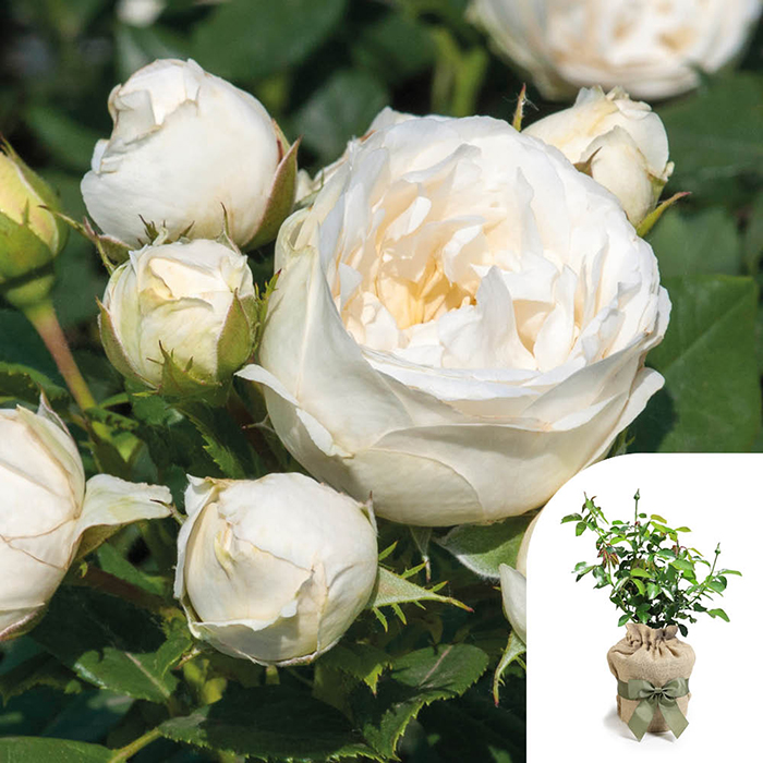 Rose Lovely Lauren 4L pot GW