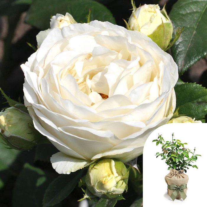 Rose Pearl Vaza 4L GW