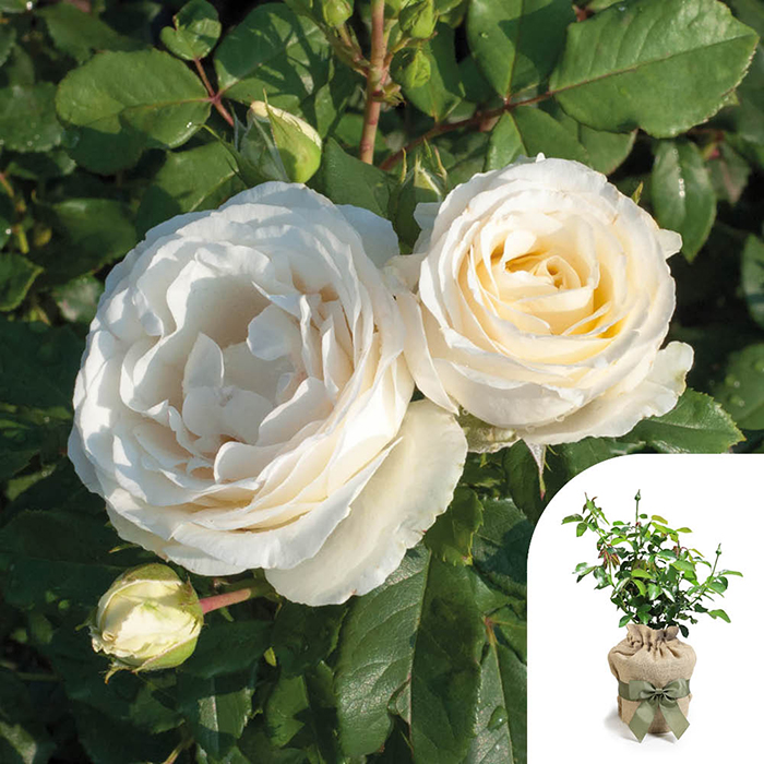 Rose Melissa's Rose 4L Pot GW