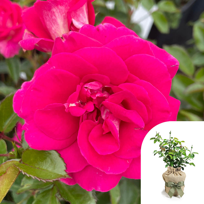 Rose Perfect Match 4L pot GW