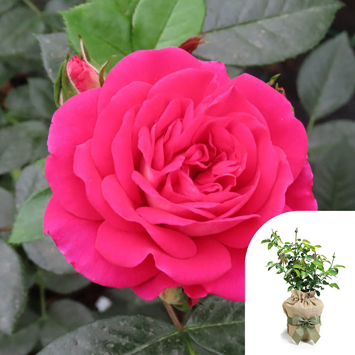 Rose Barbara's Rose 4L Pot GW