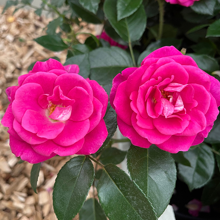 Rose Barbara's Rose 4L Pot GW