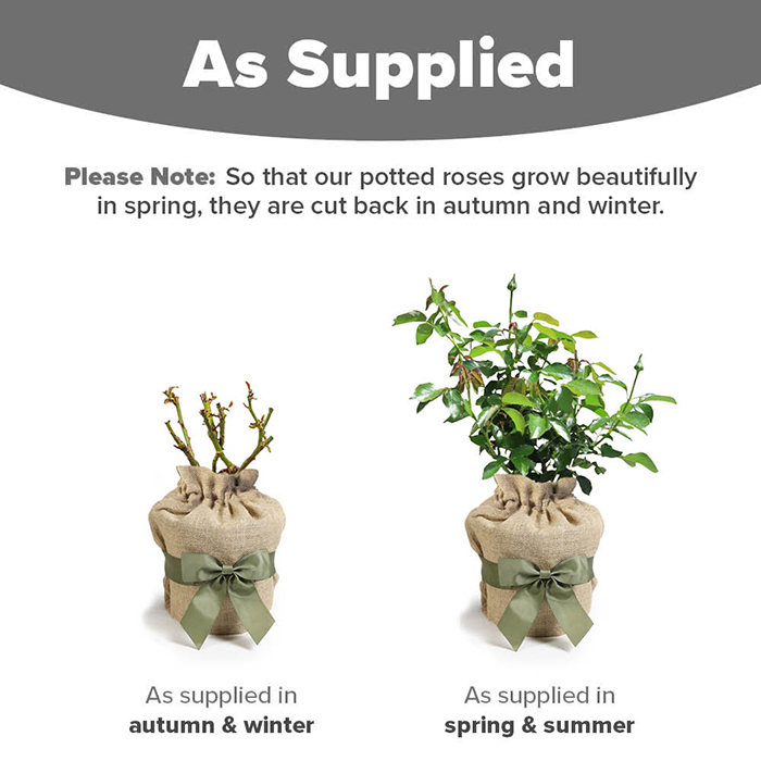 Rose Barbara's Rose 4L Pot GW