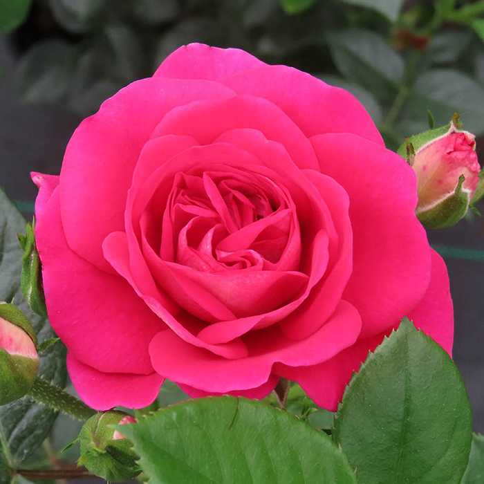 Rose Precious Lives 4L Pot GW