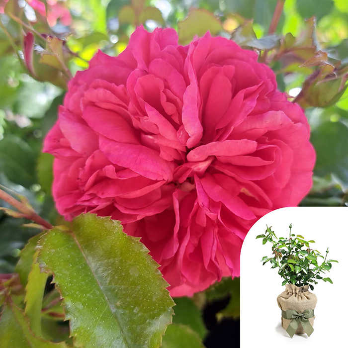 Rose Elizabeth's Rose 4L pot GW