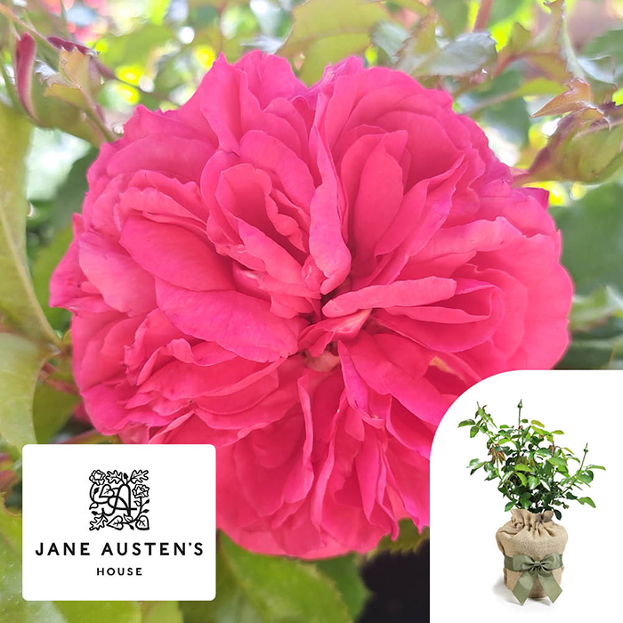Rose Jane Austen's Persuasion 4L Pot C GW