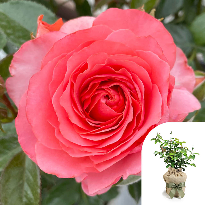 Rose Best Friends Forever 4L pot GW