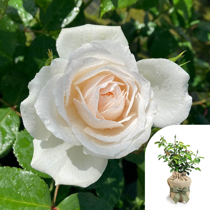 Rose Cotton Wedding 2nd Anniver. 4L GW