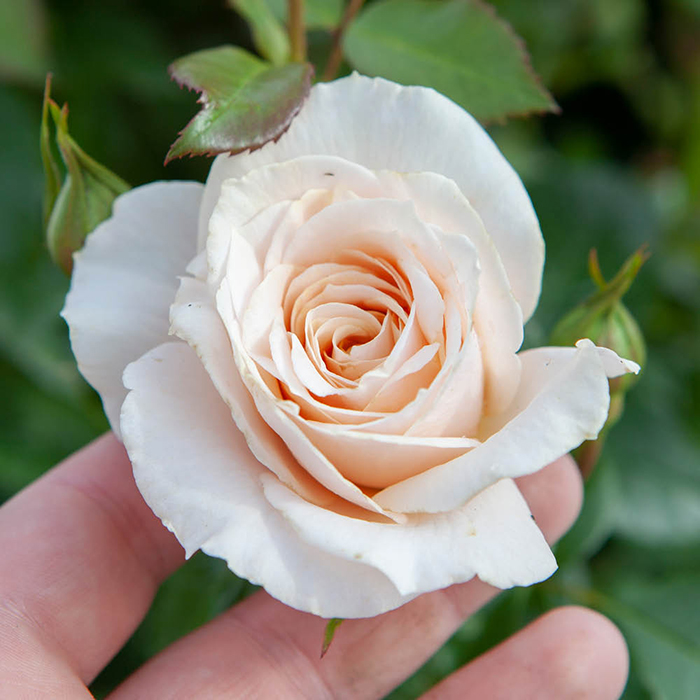 Rose Pride & Prejudice 4L pot C GW