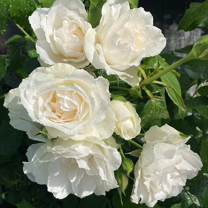 Rose With Love 4L pot GW