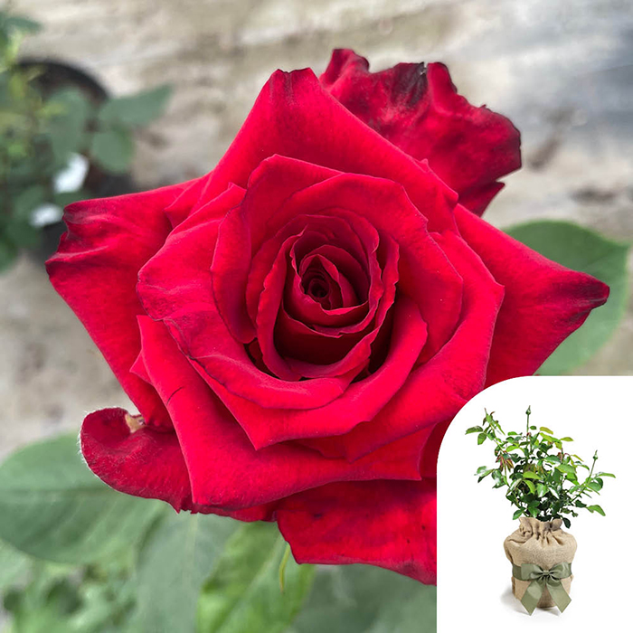 Rose Pride of England 4L pot GW