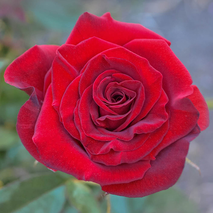 Rose Pride of England 4L pot GW