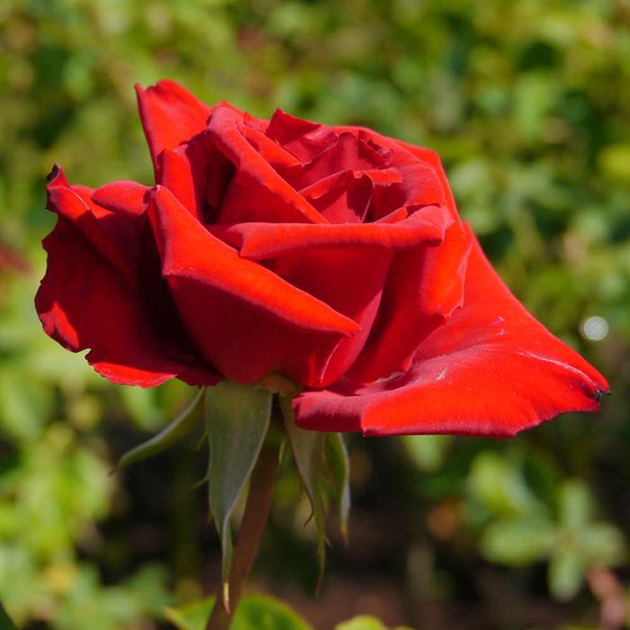 Rose Adam's Rose 4L Pot GW