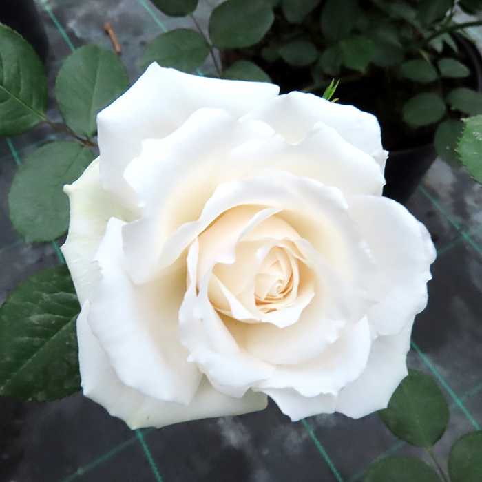 Rose Happy Birthday White 4L pot GW