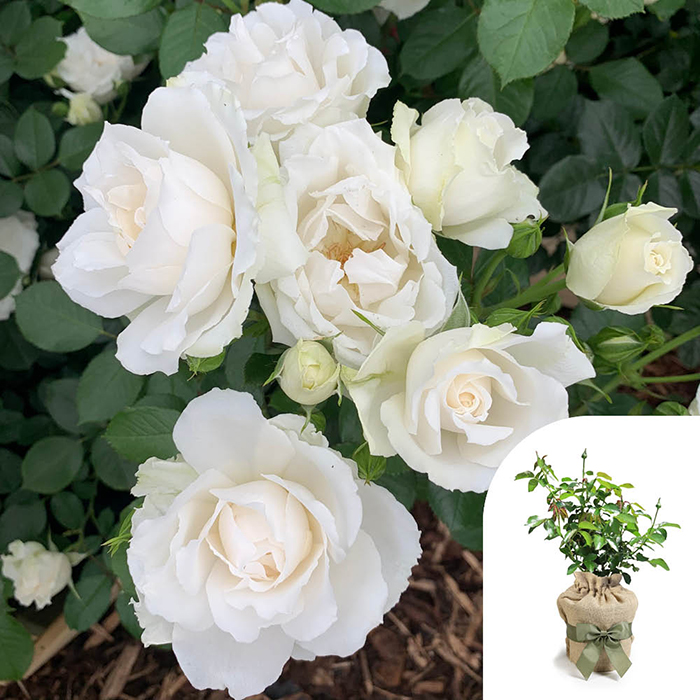 Rose Diana, Princess of Wales 4L pot GW