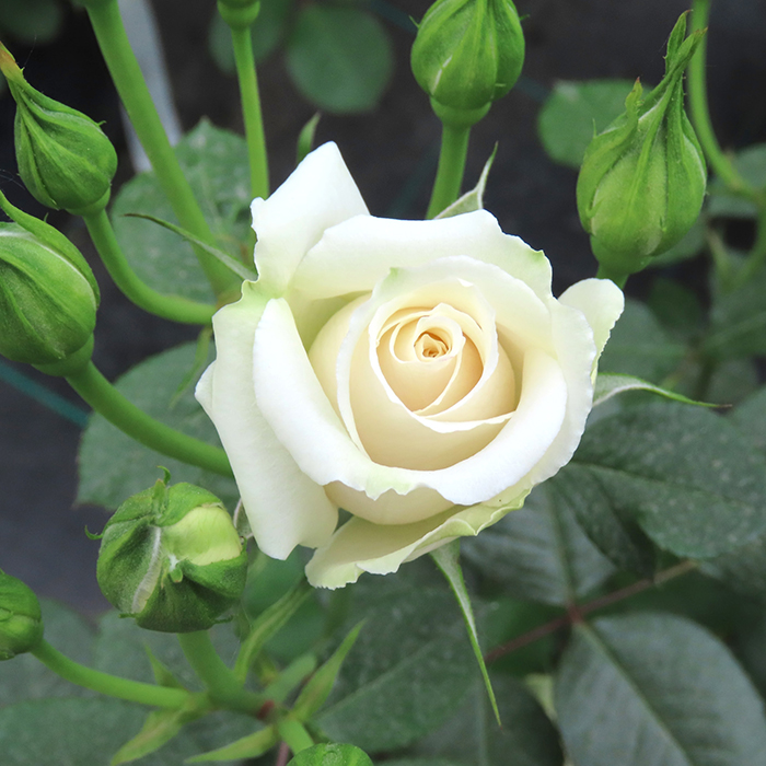 Rose Diana, Princess of Wales 4L pot GW