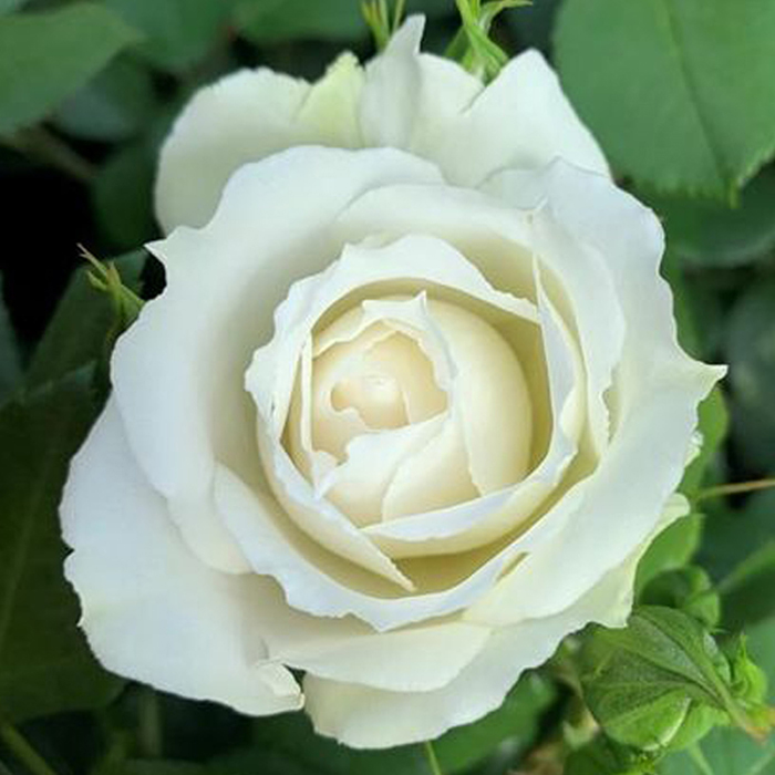 Rose Diana, Princess of Wales 4L pot GW