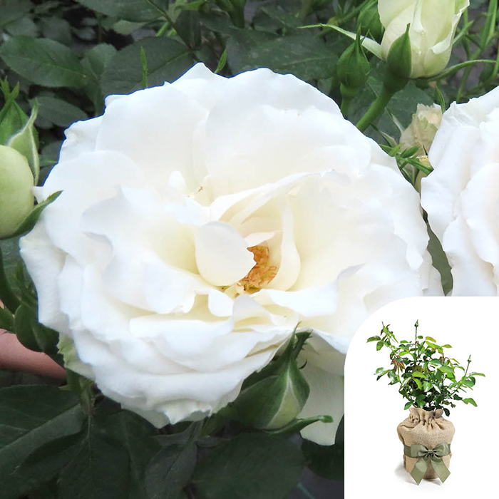 Rose Your Wedding Day 4L pot GW