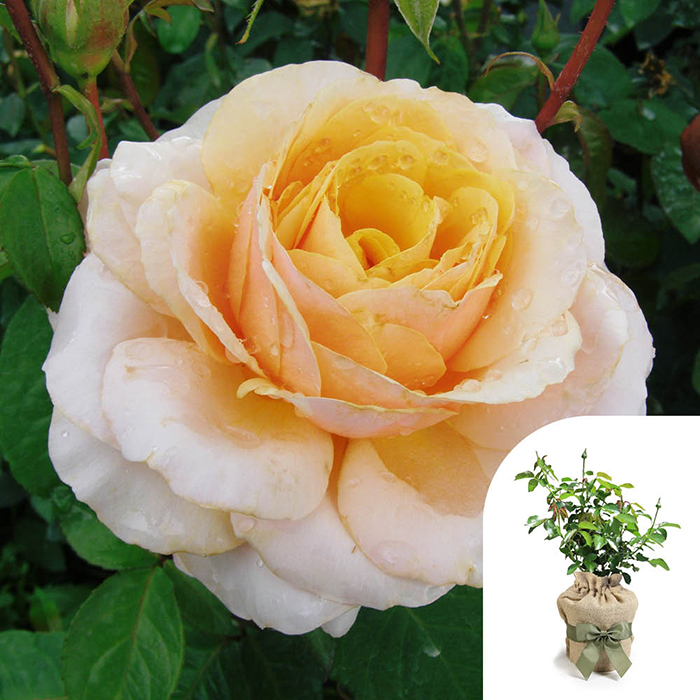 Rose You're One in a Million 4L Pot GW