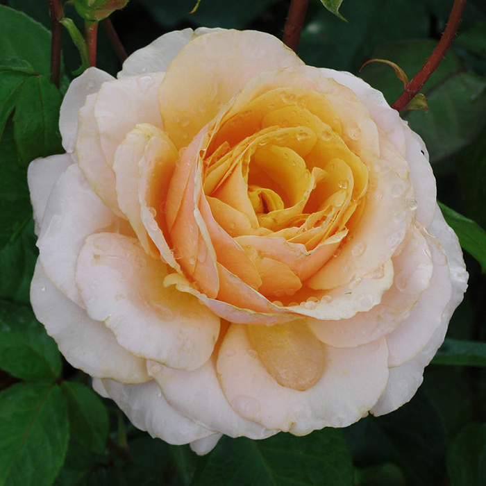 Rose You're One in a Million 4L Pot GW