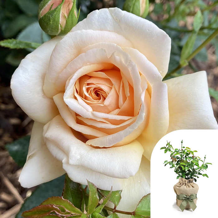 Rose Pure Gold 4L Pot GW