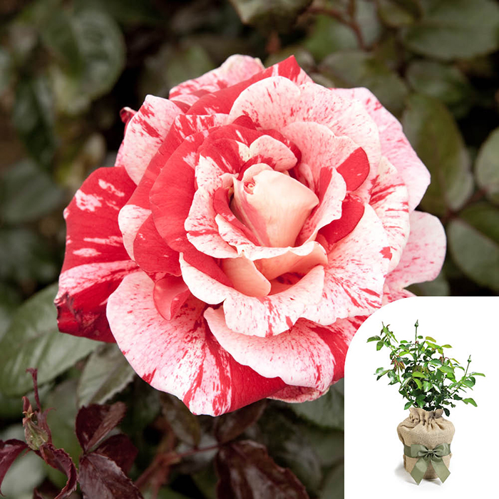 Rose Raspberry Ripple (Papageno) 4L pot GW