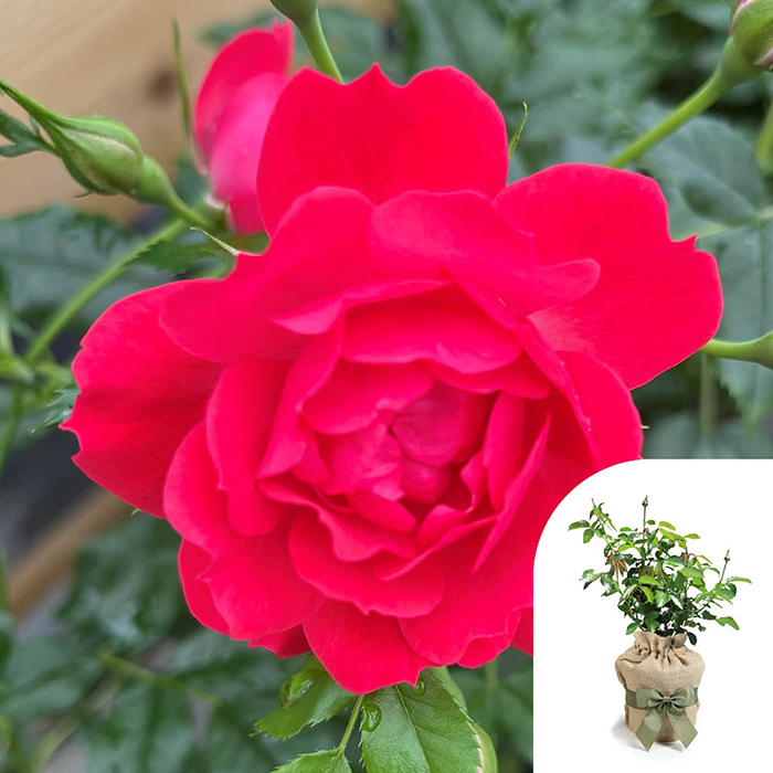 Rose Raspberry Royale 4L pot GW