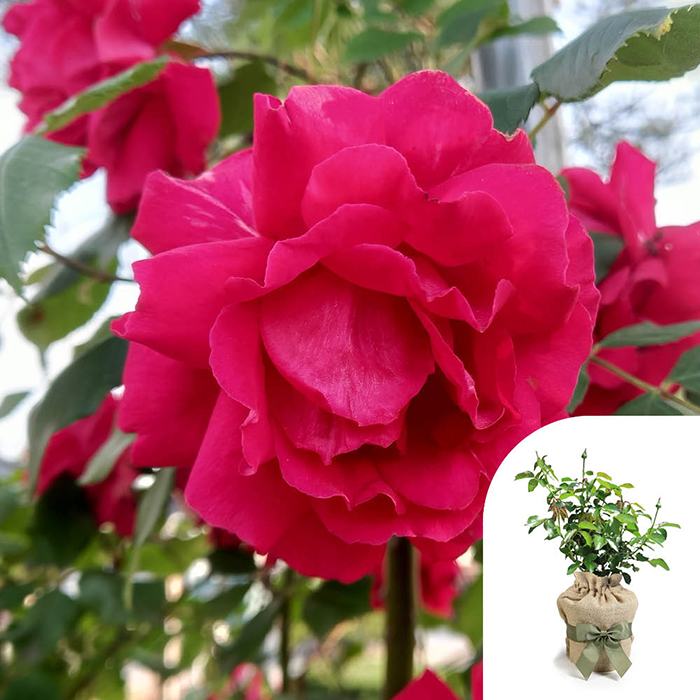 Rose Ruby Wedding Celebration 4L pot GW