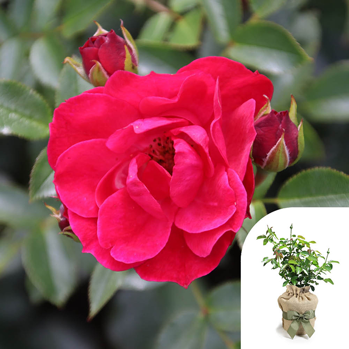 Rose Matthew's Rose 4L Pot GW